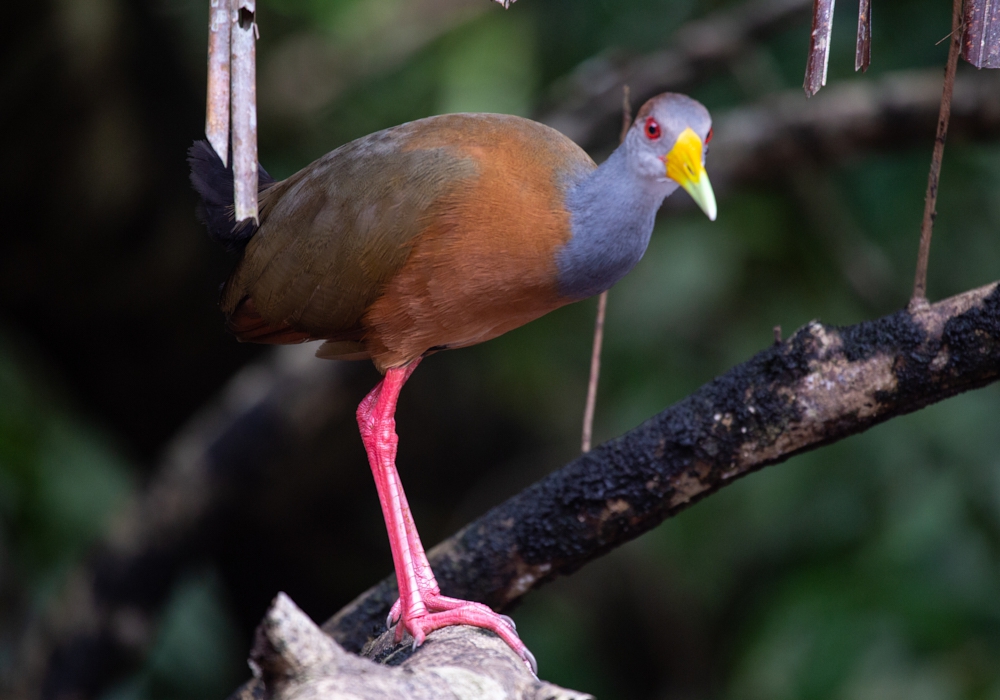 Day 03 - Tortuguero