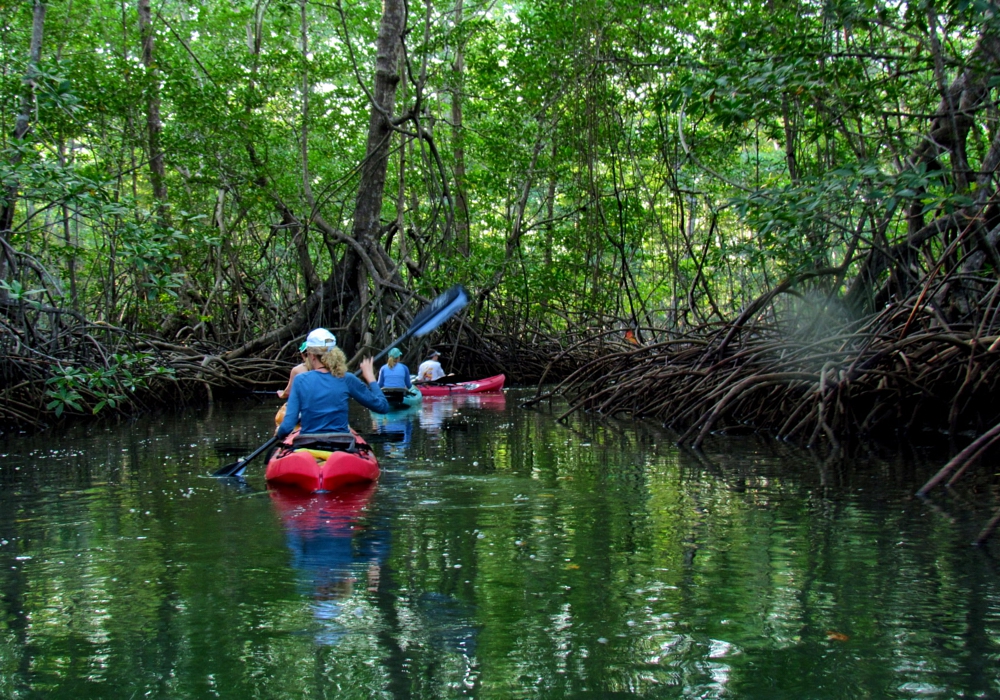 Day 03 - Tortuguero