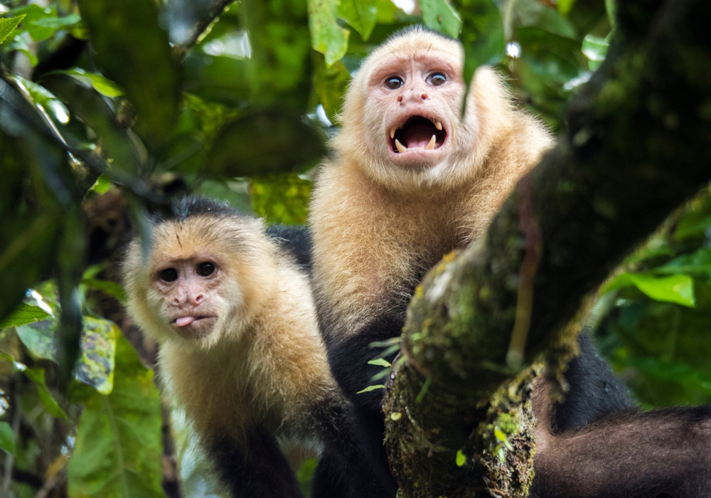 Day 03 - Tortuguero