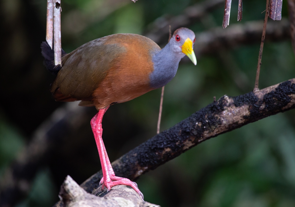 Day 03 - Tortuguero