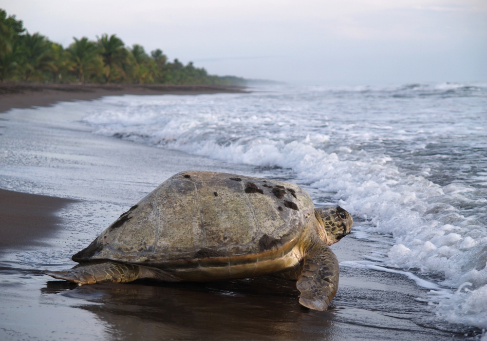 Day 03 - Tortuguero