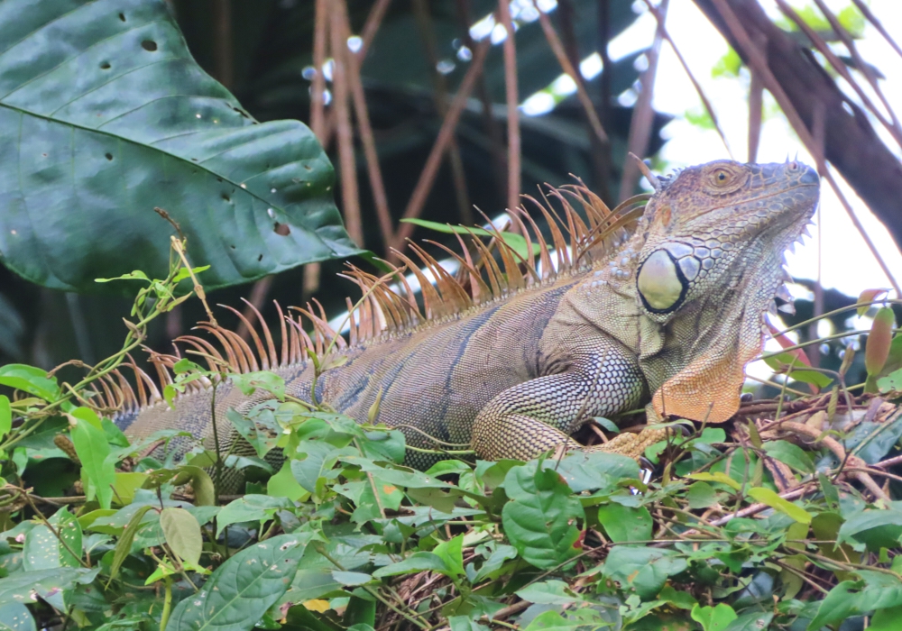 Day 03 -Tortuguero National Park