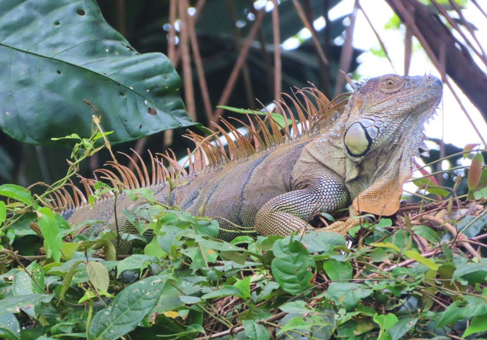 Day 03 - Tortuguero