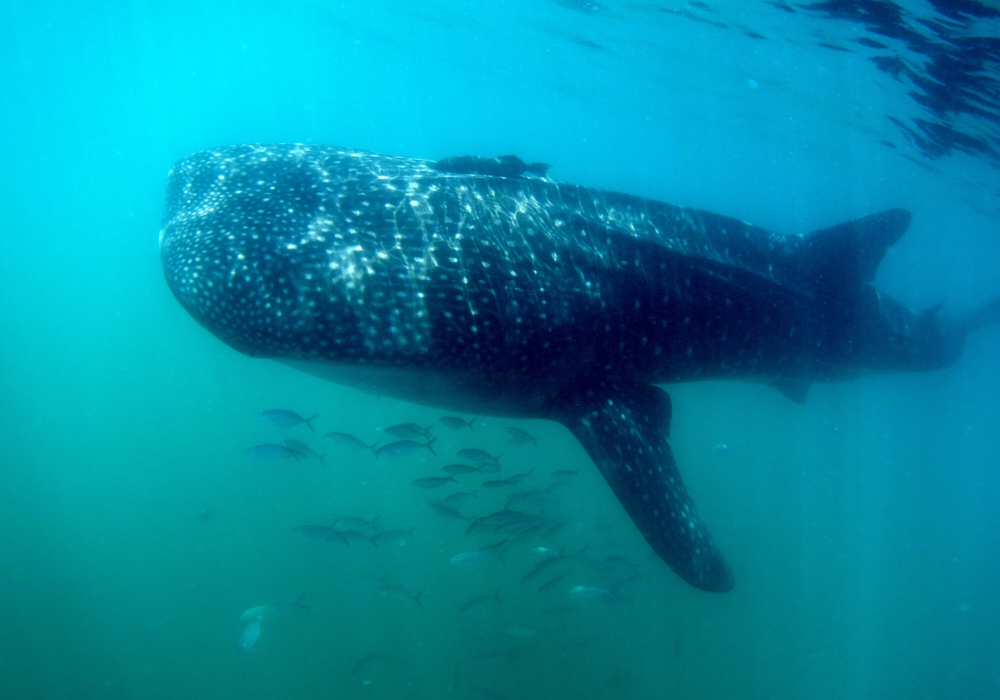 Day 03 - Whale Shark Adventure