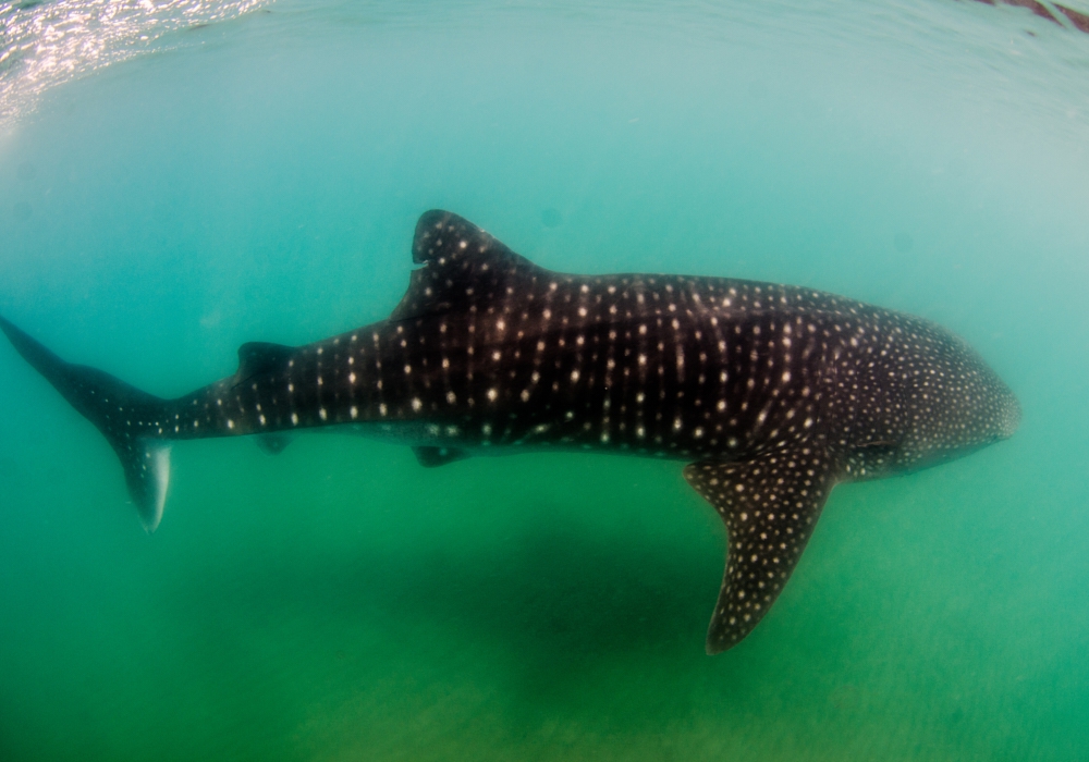 Day 03 - Whale Shark Adventure