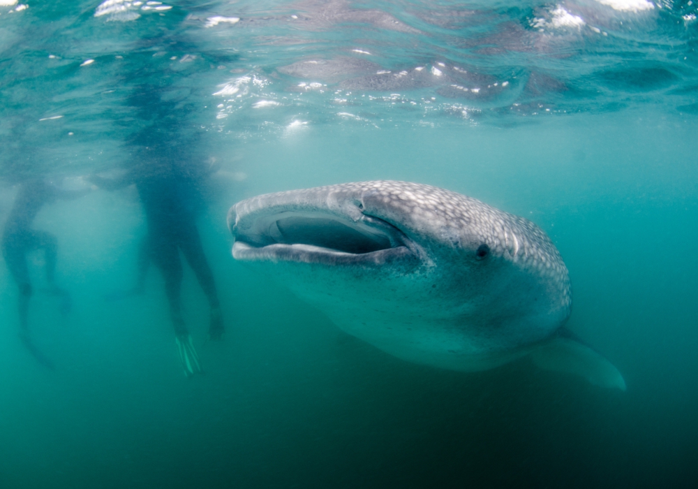 Day 03 - Whale Shark Adventure