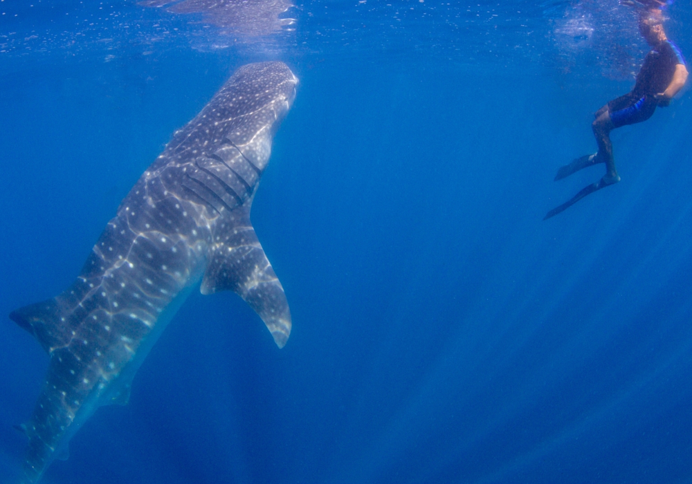 Day 03 - Whale Shark Adventure