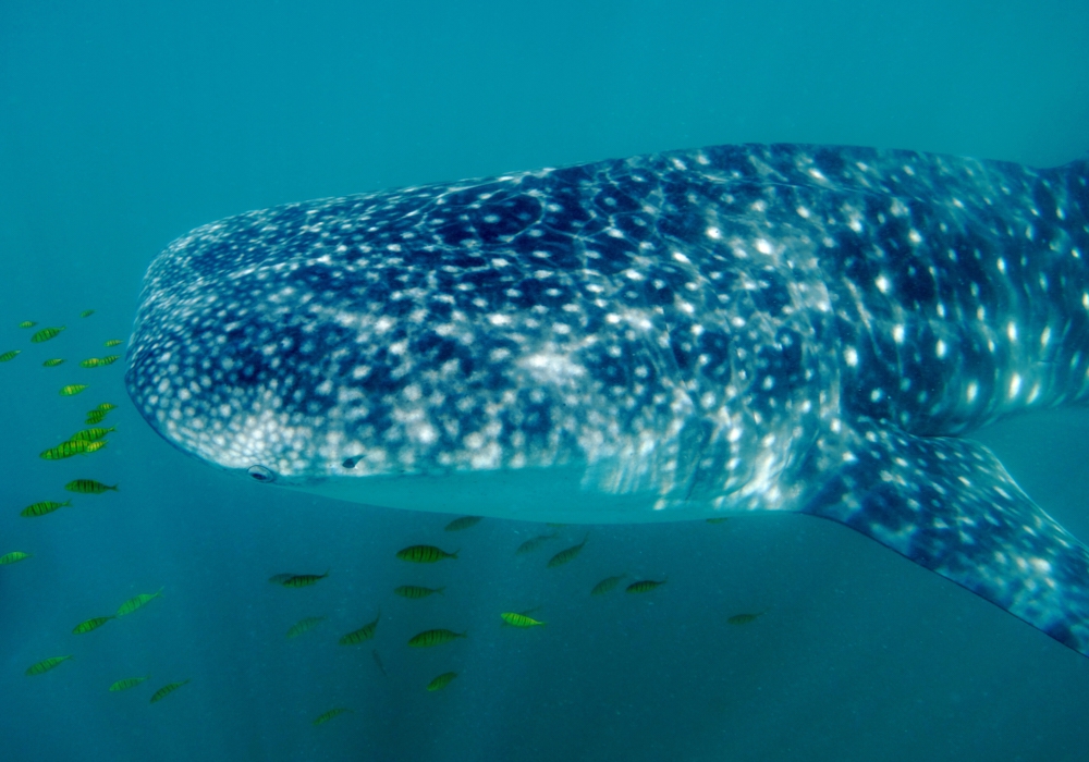 Day 03 - Whale Shark Adventure