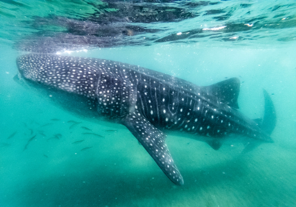 Day 03 - Whale Shark Adventure