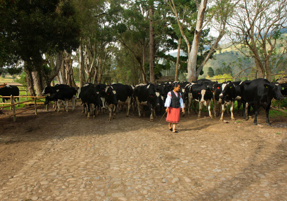 Day 03 - Zuleta Hacienda