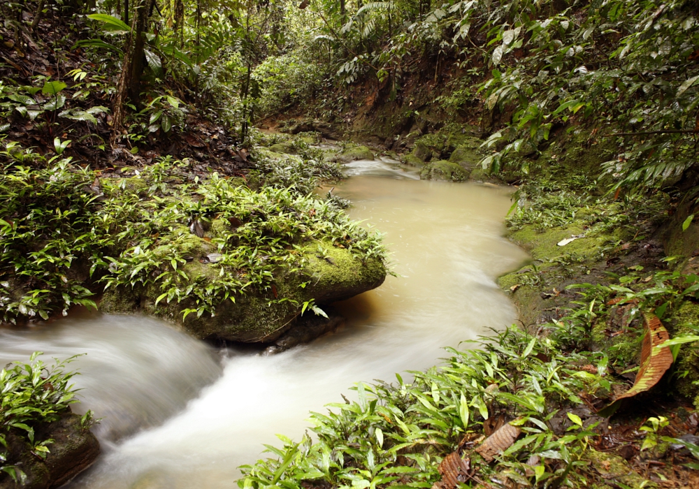 Day 04 - Amazon Homestay