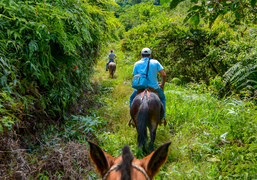 Day 04 - Arenal