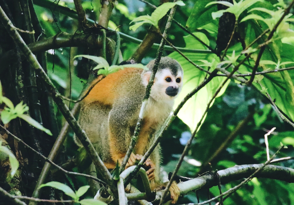 Day 04 - Arenal National Park