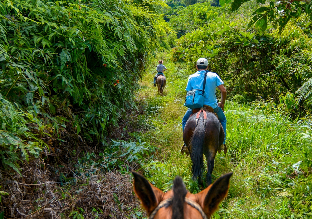 Day 04 - Arenal