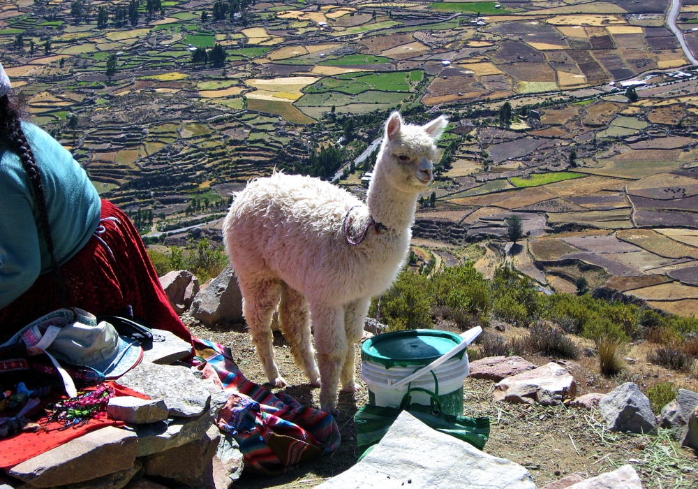 Day 04 - Arequipa - Colca Canyon