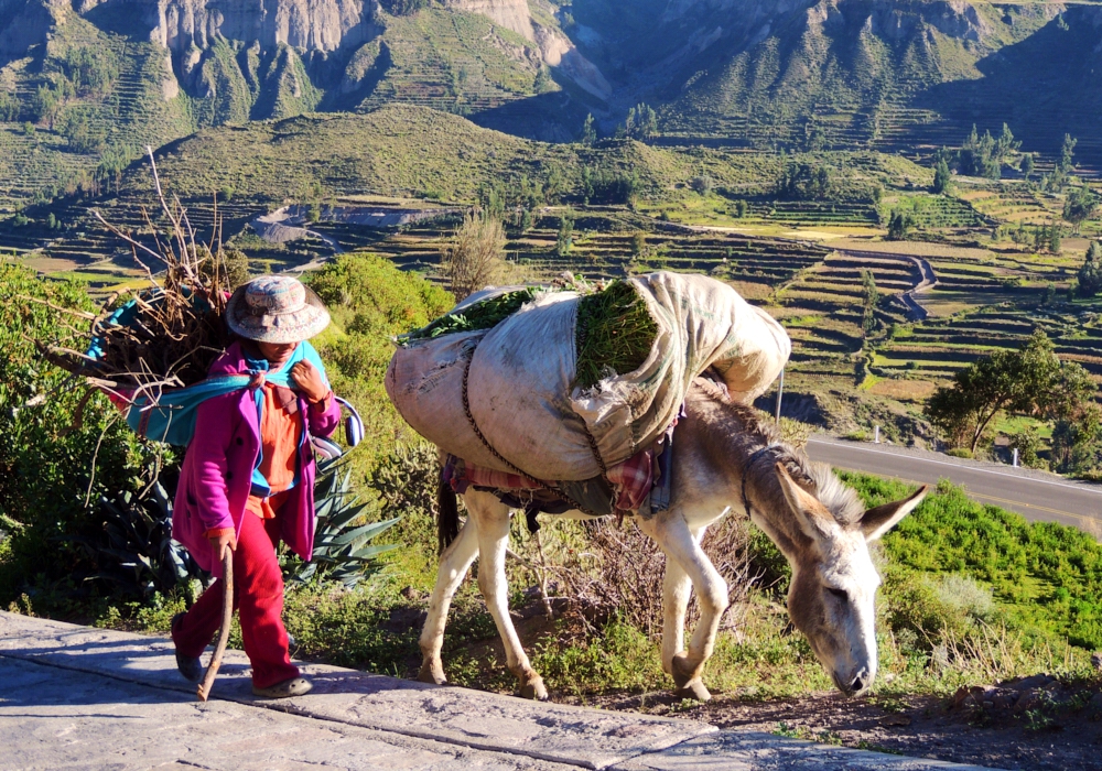 Day 04 - Arequipa - Colca Canyon