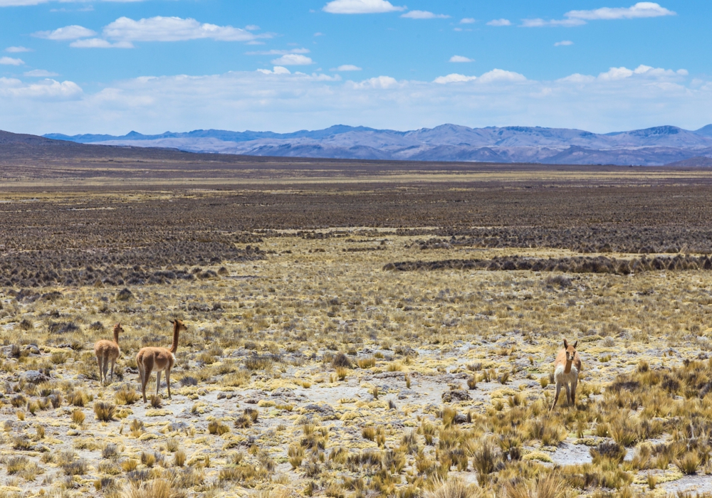 Day 04 - Arequipa - Colca Canyon