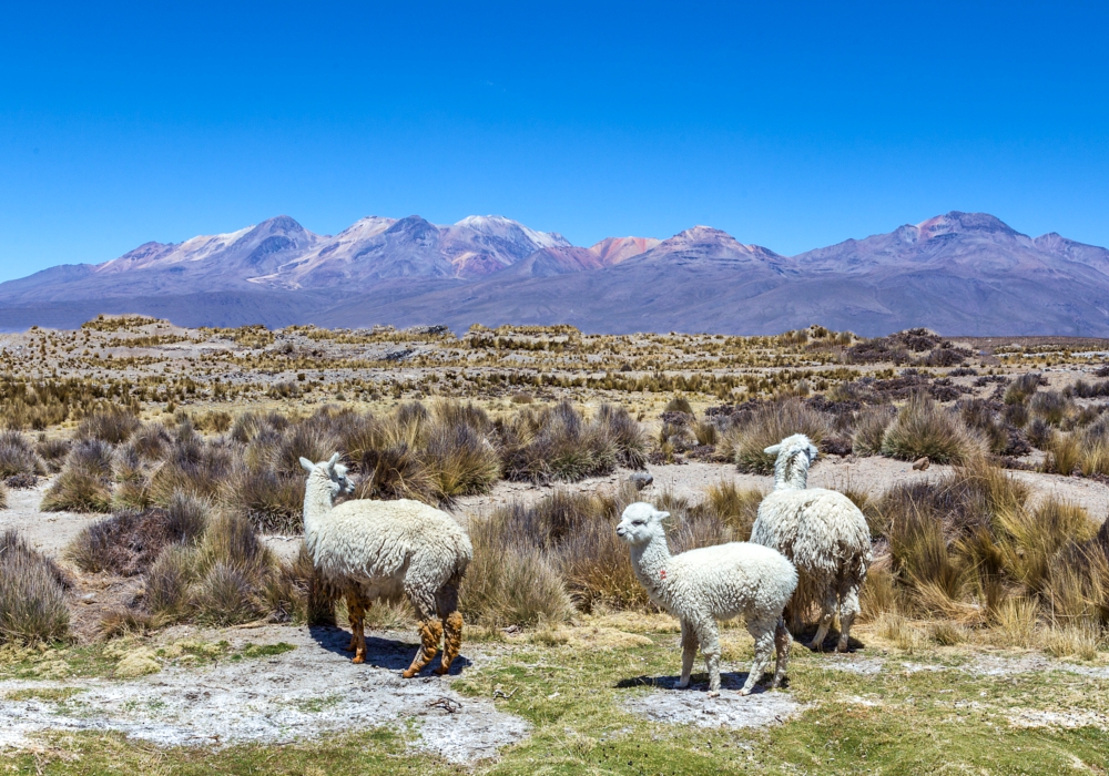 Day 04 - Arequipa - Colca Canyon