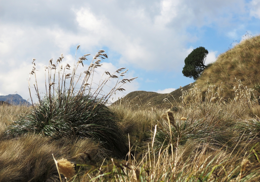 Day 04 - Cayambe