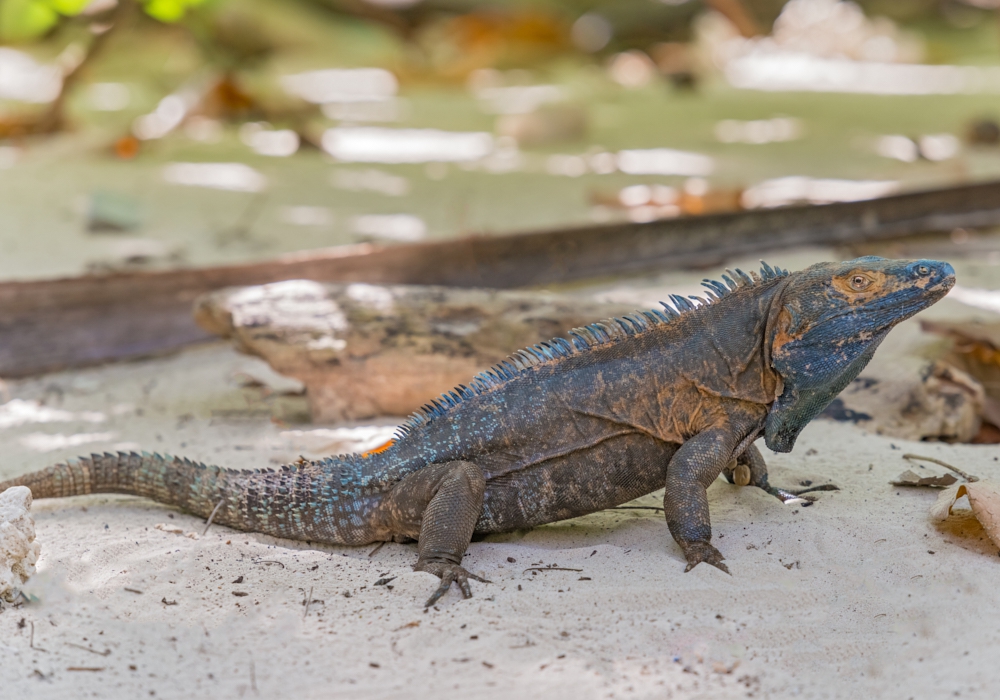 DAY 04 - Chitre - Isla Iguana