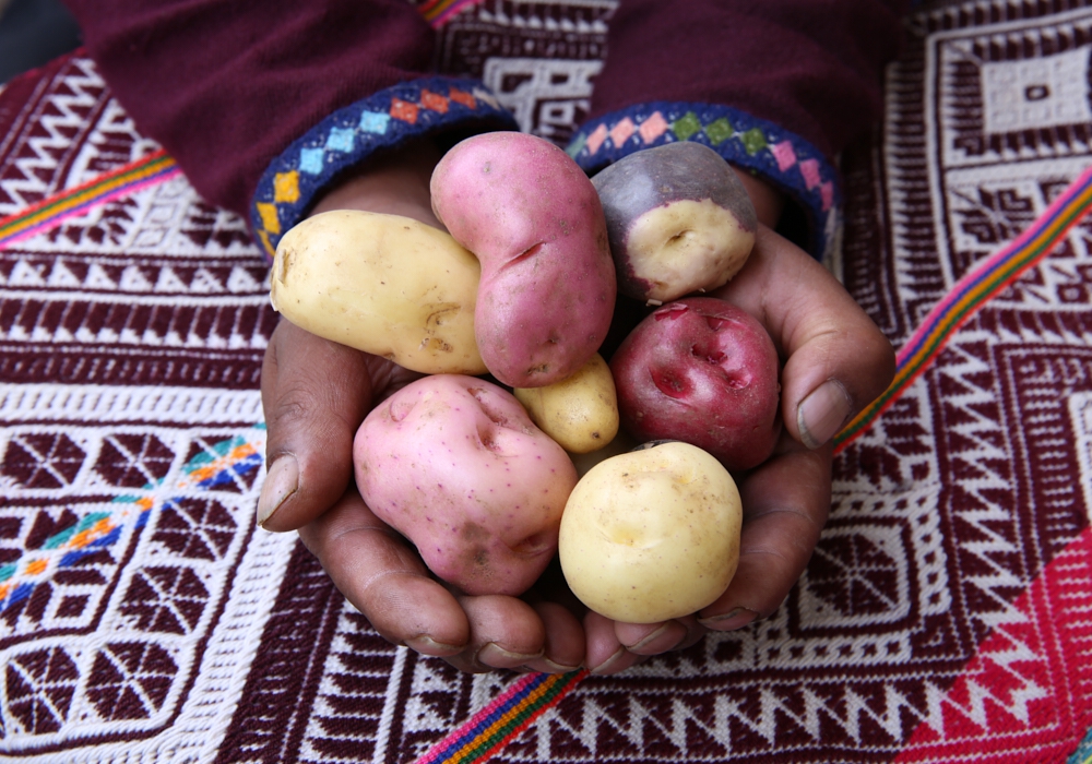 Day 04 - Full Day Sacred Valley   Visit Pisac, Potato Park & Ollantaytambo