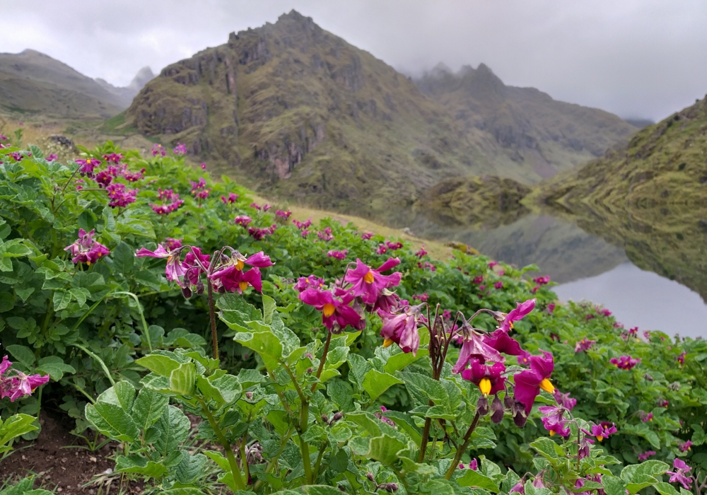 Day 04 - Full Day Sacred Valley   Visit Pisac, Potato Park & Ollantaytambo