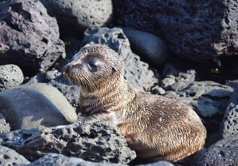 Day 04 - Galapagos - Isabela Island