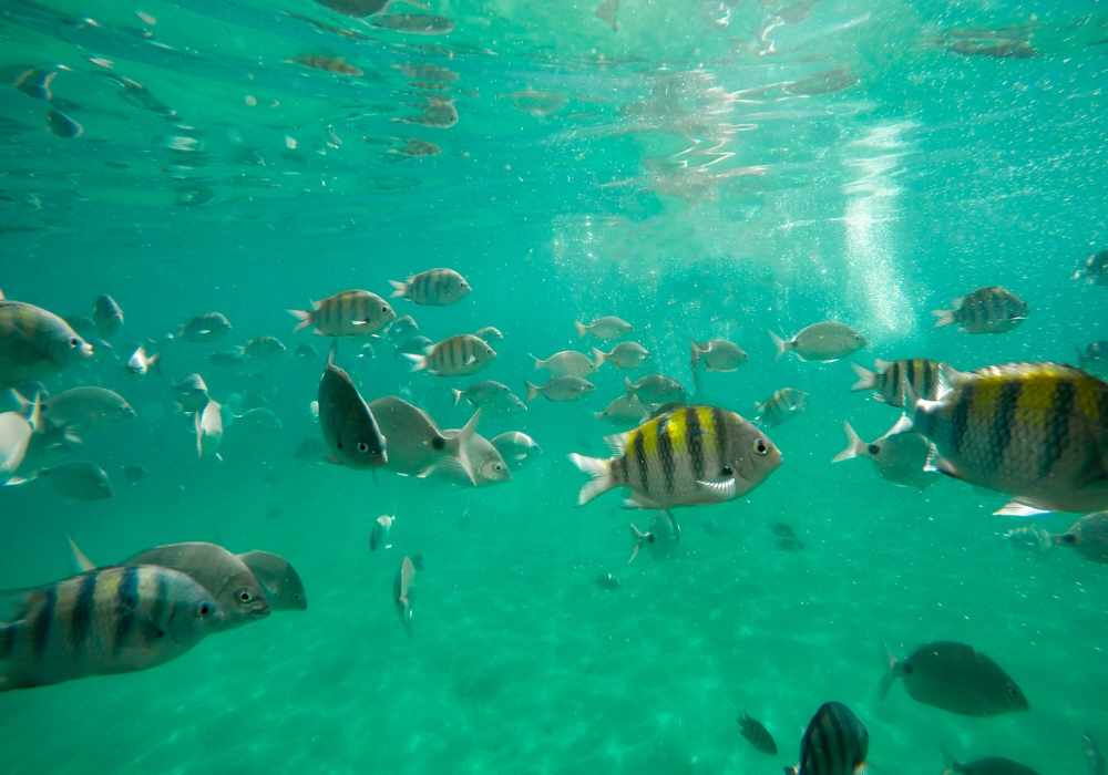 Day 04 - Ilha Grande