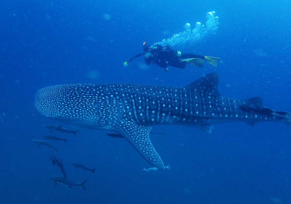 Day 04 - Isla Holbox - Merida