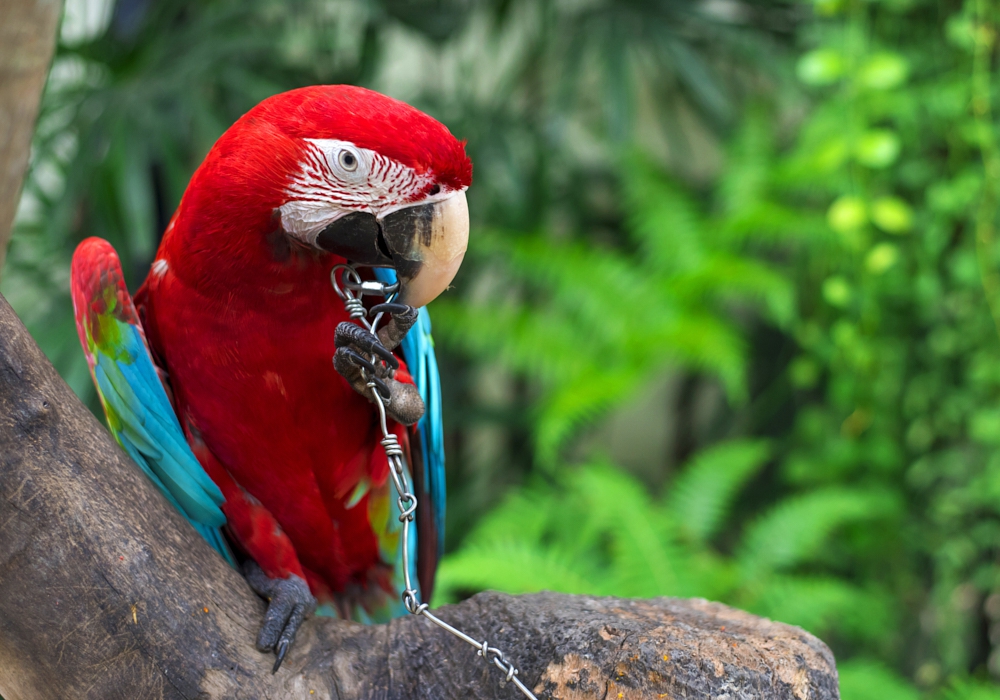 Day 04 - Lacandona Rainforest - Las Guacamayas