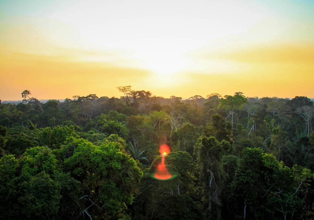 Day 04 - Lake Sandoval, Canopy Walk and Anaconda Walk