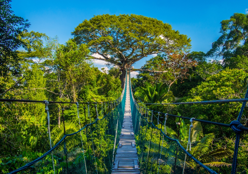 Day 04 - Lake Sandoval, Canopy Walk and Anaconda Walk