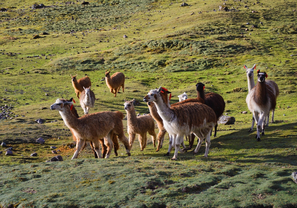 Day 04- Lares Trek - The Highest Point on the Lares Trek