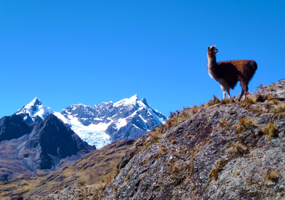 Day 04- Lares Trek - The Highest Point on the Lares Trek