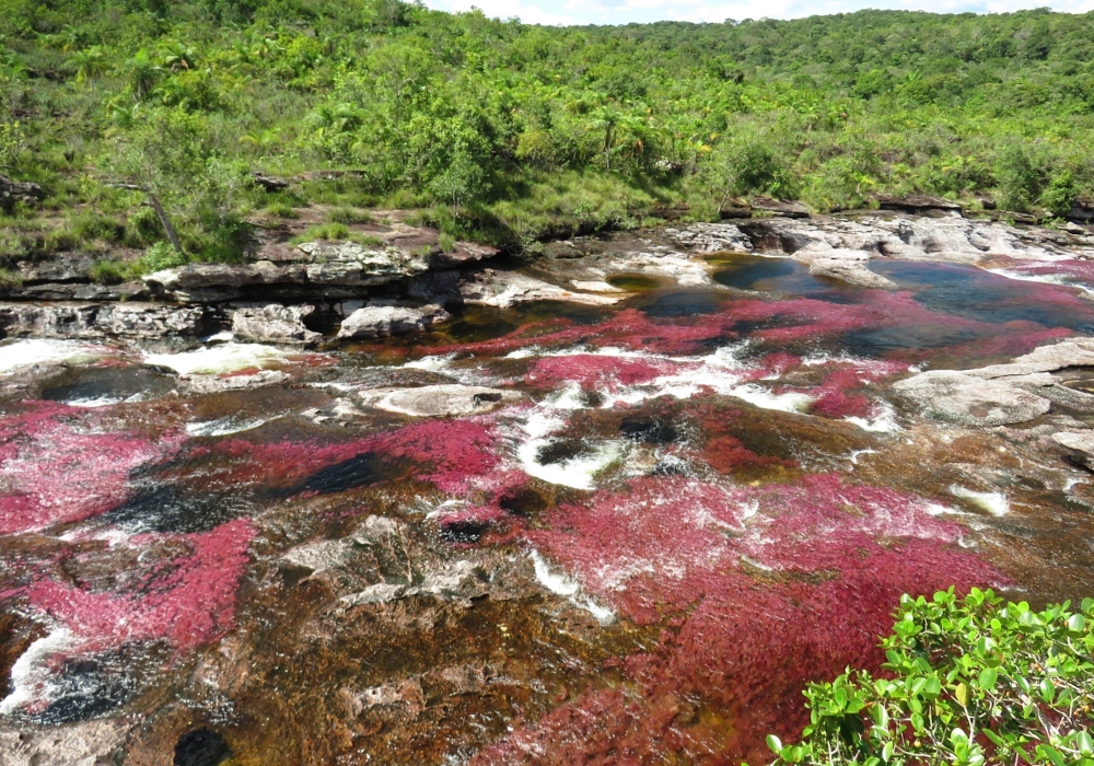 DAY 04 - Macarena – Caño Cristales