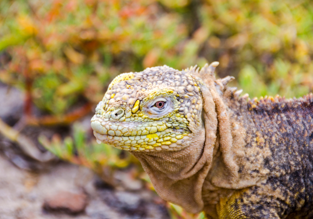 Day 04 – North Seymour Island and Bartolome and Sullivan Bay