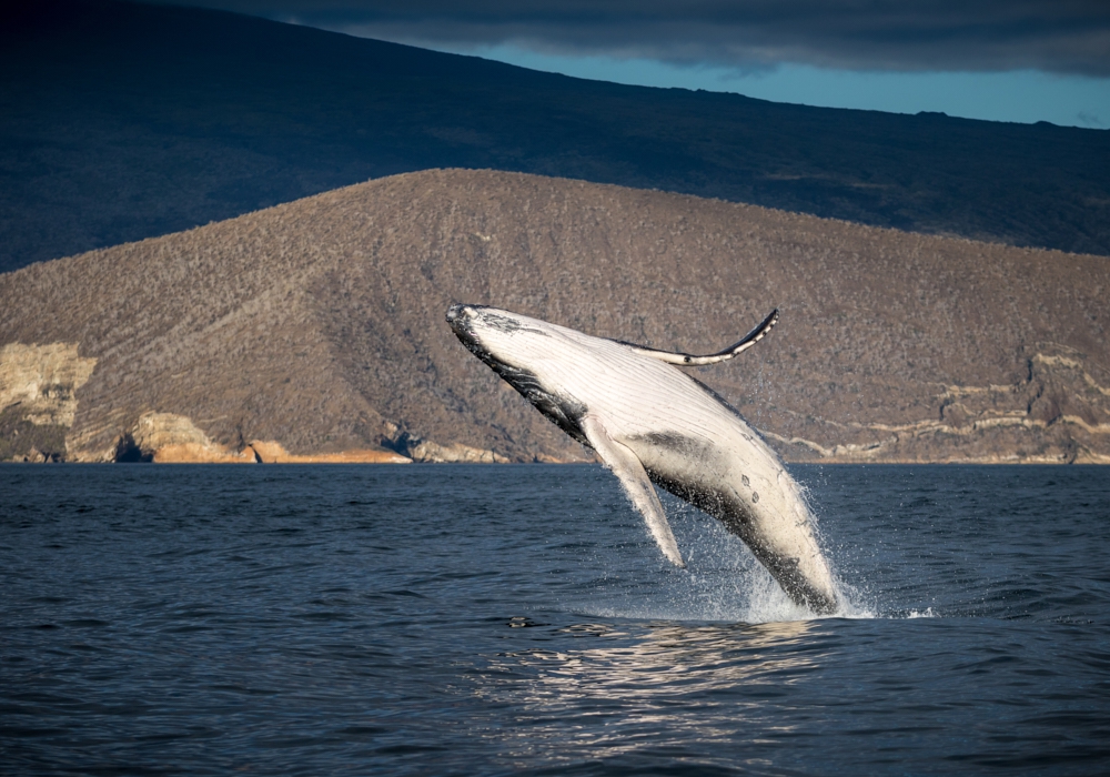 Day 04 – North Seymour Island and Bartolome and Sullivan Bay