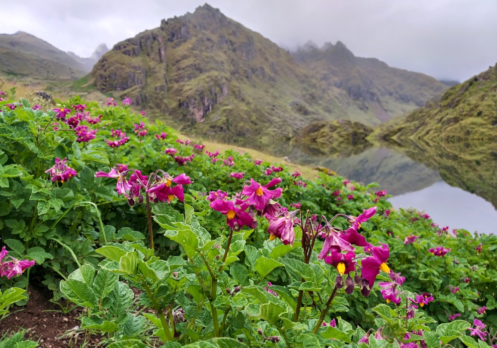 Day 04 - Sacred Valley Tour   Visit Potato Park