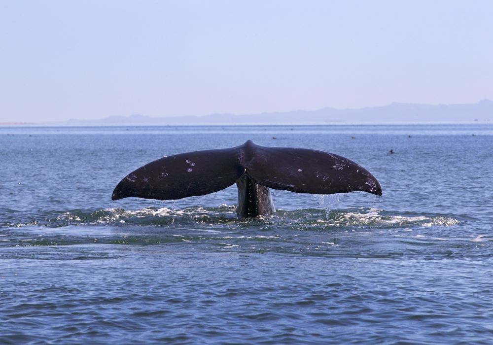 Day 04 - Whale watching