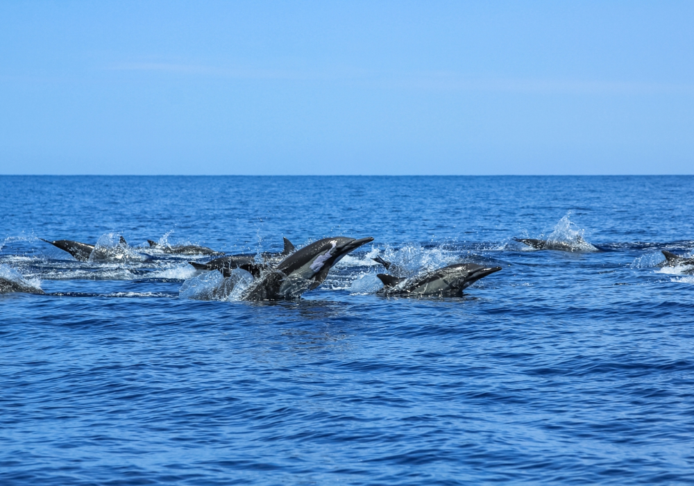 Day 04 - Whale watching