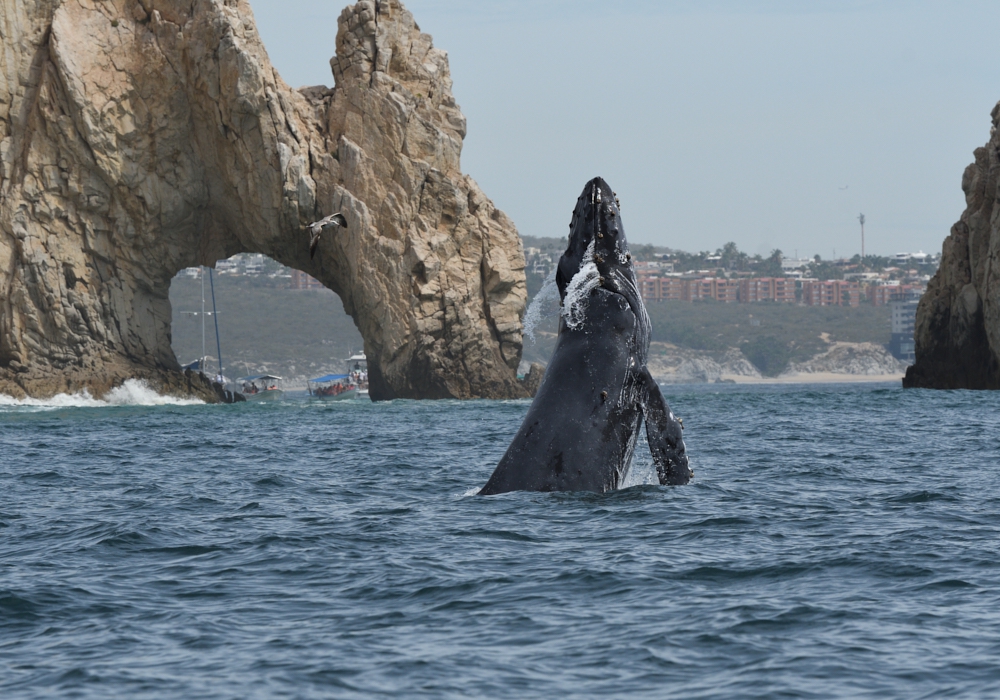 Day 04 - Whale watching