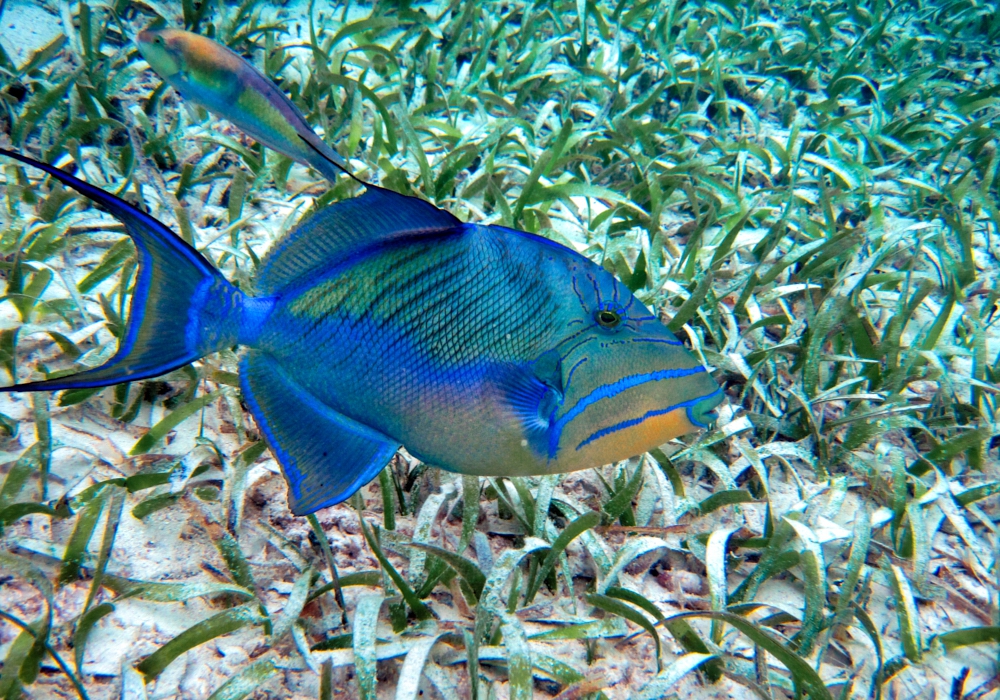 Day 05 -  Ambergris Caye -  Hol Chan