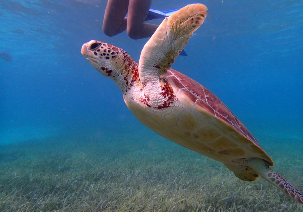 Day 05 -  Ambergris Caye -  Hol Chan Tour