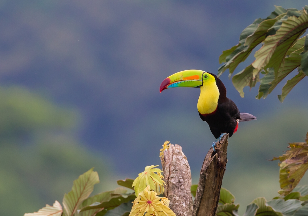 Day 05 - Arenal