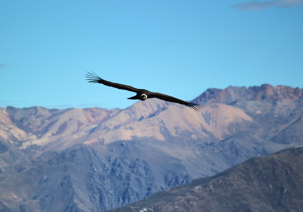 Day 05 - Colca to Puno   Time to visit the home of the condor!