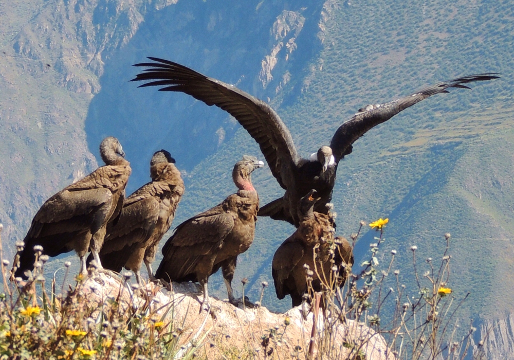 Day 05 - Colca to Puno   Time to visit the home of the condor!