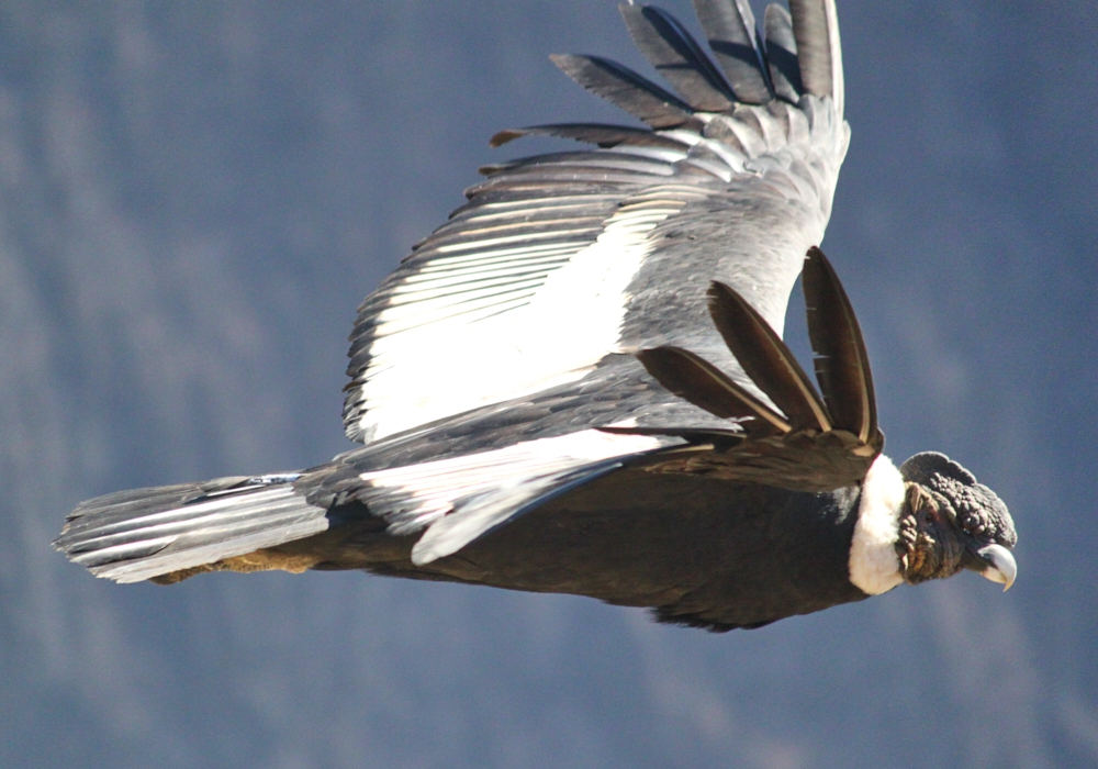 Day 05 - Colca to Puno   Time to visit the home of the condor!