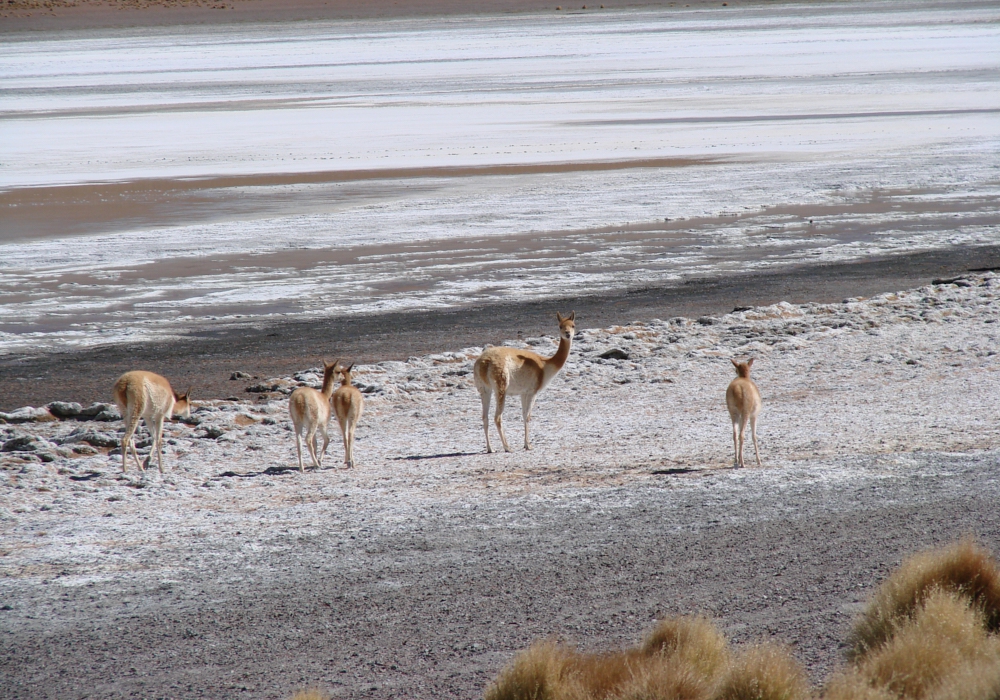 DAY 05 - DESERTS AND LAGOONS