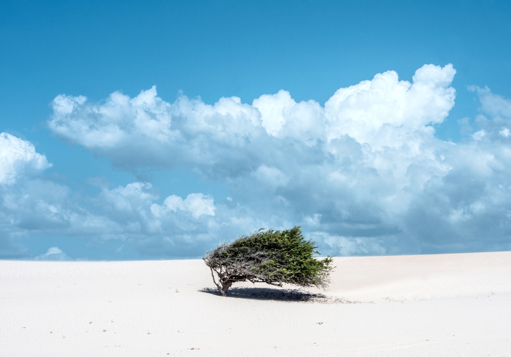 Day 05 - Fortaleza - Jericoacoara