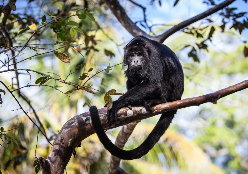 Day 05 - Hopkins - Belize City